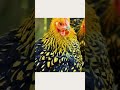 your birth month your chicken breed.  (April. golden laced Wyandotte.)