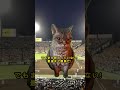 プロ野球 猫ミームで分かる阪神のv逸史 最後まで諦めるな 野球 プロ野球 猫ミーム 阪神タイガース 読売ジャイアンツ 巨人