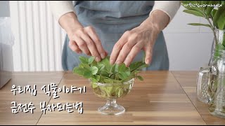 금전수 부자되는법 실패없는 삽목,수경법🌿우리집 식물이야기~식물인테리어