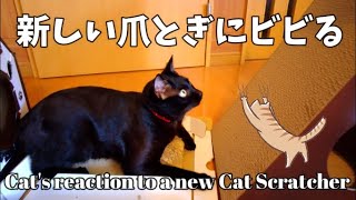 【黒猫Vlog137】新しい爪とぎを評価する猫 Cats evaluating his new cat scratcher  #猫 #cat #爪とぎ #cat scratcher