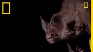 Vampire Bat vs. Wrinkle Bat | National Geographic