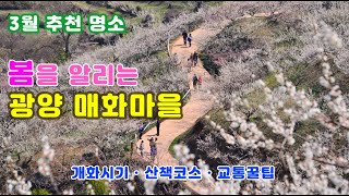 [광양매화마을] 전국 봄명소 중 가장 먼저 개화하는 섬진강 매화마을-3월 19~20일 절정기로 예상