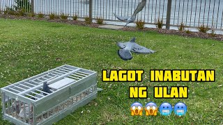 MASARAP MAG RACE NG KALAPATI SA NEW ZEALAND WALANG LAMBAT😱😱🇳🇿🇳🇿#unoloftpigeonracing