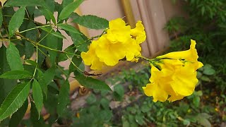 நாக செண்பகம் | சொர்ணப்பட்டி | தங்க அரளி | yellow trumpetbush | yellow bells | yellow elder