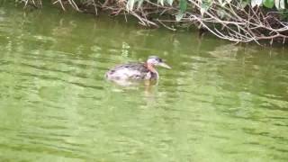 アカエリカイツブリ 夏羽