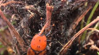 El Picudo Rojo de la palmera