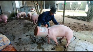 Cao thủ bắt lợn bằng xô | Masters catch pigs with buckets