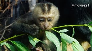 ヤナギの葉を食べるシシオザル〜Lion-tailed macaque Baby