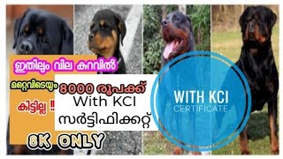 Kci certified rottweiler at rs8000 only 😱 • 8000 രൂപക്ക് സർട്ടിഫിക്കറ്റ് ഉള്ള റോട്ട്‌ • 8k rs rott