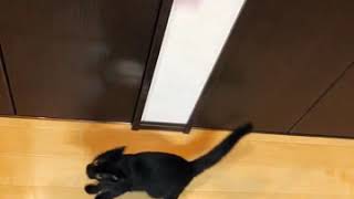 【ねこ遊び動画】運動神経抜群！黒猫つばき　華麗なジャンプを是非見てください！