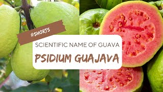 Psidium Guajava