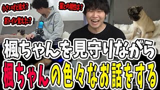 可愛い楓ちゃんを見守りながら楓ちゃんの最近のあれこれをお話するドンさん【三人称/ドンピシャ/ぺちゃんこ/鉄塔/三人称雑談/切り抜き】