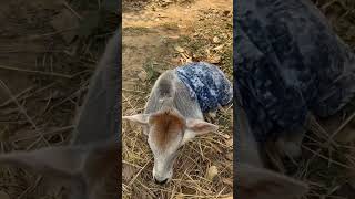 mini Cows #miniature cows #Punganuru cows #Indian ancient Shotest Brahman