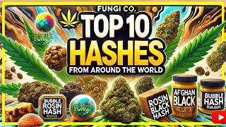 🌍💨 Top 10 Hashes From Around The World | FUNGI Co. 🌱🔥