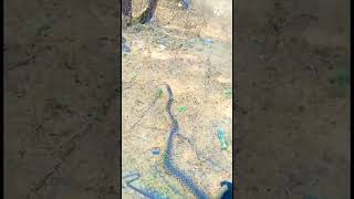 Too big #water snake | Indian chekerd  killback snake#non venomous (জল ঢোরা বিষ হীন সাপ)#water snake