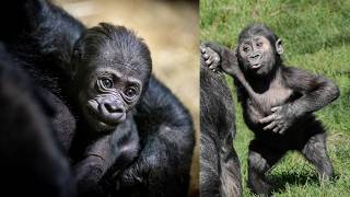 Meet Charlotte \u0026 Bo: The Western Lowland Gorilla Twins