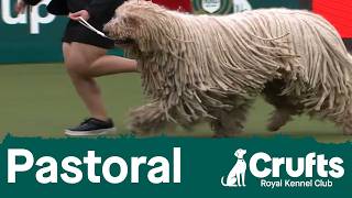 Group judging (Pastoral) and presentation | Crufts 2026