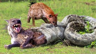 OMG! Hyenas Herd Rescue Baby From Python Constricting | 1002 Animals