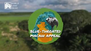 Blue-throated Macaw Appeal