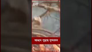 আগুনে পুড়ছে সুন্দরবন