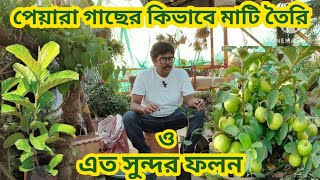 পেয়ারা গাছের মাটি তৈরি ও সঠিক পরিচর্যা। SEN GARDEN 🏡