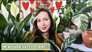 My Spathiphyllum collection // Variegated peace Lillies (Domino, Silver Cupido a