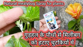 Mealybug Treatment at home | मिलीबग से छुटकारा पाने का घरेलू उपाय #mealybugs #plantsfragrance #viral