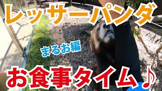 【日本平動物園】おうちDEどうぶつえん『レッサーパンダのお食事タイム　まるお編』