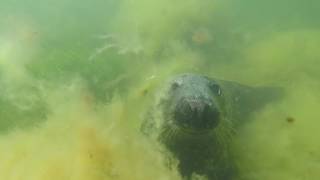 BIG FISH DIVE CLUB. Scuba diving with Baltic Seals.