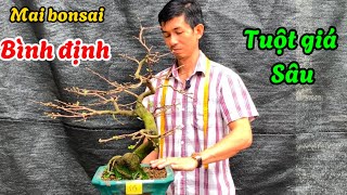 Mai bonsai mi ni Bình định hoa nở đúng Tết đại hạ giá-​⁠@Bayxunau