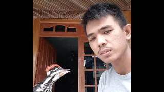 Pelatuk Bawang Sanda Djenggot