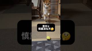 慎重派な犬 #shorts #柴犬 #dog