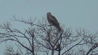 N0102　大分川　雨の日　ビント（トンビ）　オオタカ　Oita River　Rainy Day　BINTO (Black Kite) 　Goshawk