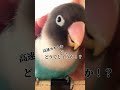 【ボタンインコ】掻いたらあくびが出ちゃうらしい