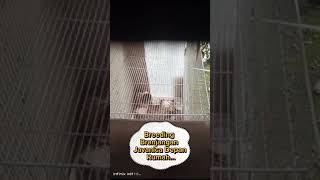 Breeding Branjangan Javanica Depan Rumah juga bisa loh...