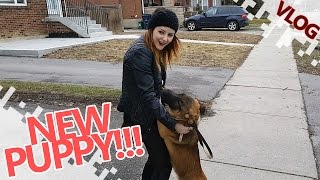 Another Vlog Thing - NEW PUPPY!!! (Clickbait)