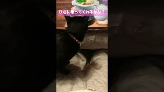 猫が選ぶのは！？コタツor膝の上