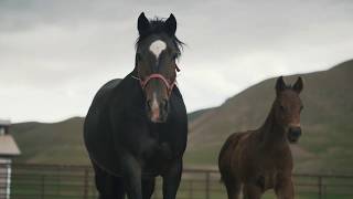 Lance Robinson - Pink Buckle Owner \u0026 How Daily Gold Saved Our Foals