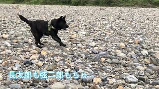 甲斐犬弦二郎　カッコ良くジャンプしたけど着地で失敗wwドジでかわいい♥わんちゃん　長太郎日記№79