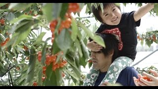 群馬県、みなかみ町、『サクランボ狩り』、自然、絶景、サクランボ、まるかチェリー園