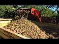 Walnut Farming And Harvesting - Walnut Cultivation Technology - Walnut Processing Factory