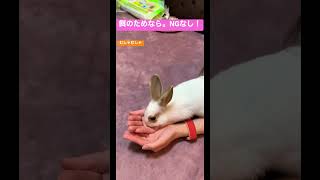 【餌やり】エサ食べる時は他の事なんでも受け入れる #rabbit #うさぎ #ペット