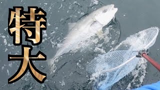 特大ヒラマサを拝みに【水宝】釣ガチ海上釣堀#217