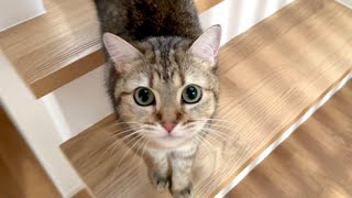 飼い主がいないと猫は妹に全力で甘えにいくみたいです！