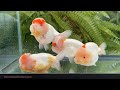 Super silly and adorable Zhao’s Yuanbao Ranchu and Lionheads 🥰