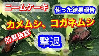 虫対策！ニームケーキ使用報告《家庭菜園》