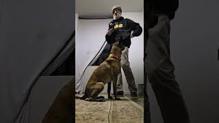 Muzzle acclimation @kompletek9md