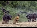 Dangerous African Cape Buffalo (Black Death) - attacks & kills Lions in Africa