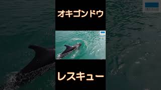 【救出】漁港内に迷い込んだオキゴンドウをレスキュー～Rescuing a false killer whale that strayed into the fishing port～