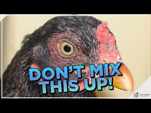 What do Cornish hens eat?